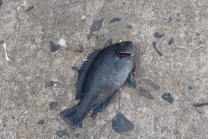 初めての釣り