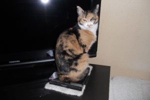 我が家の風物詩