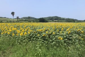 ☆ひまわり畑に家族と共に☆
