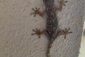 ヤモリがいました。