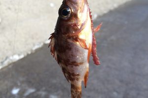 釣りに行きました☆Ξ
