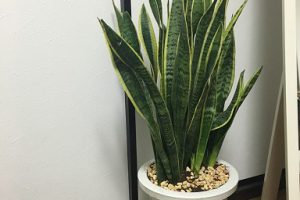 観葉植物