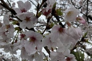 春の雨 桜の花をこめてちる