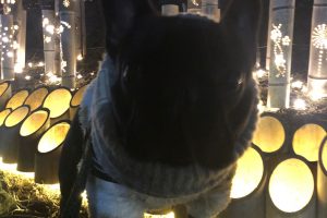 デデちゃん初めてのイルミネーション