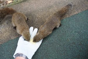 🐿🐿🐿